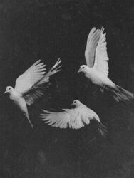 peace
