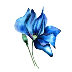 Watercolor flower, Blue Flower